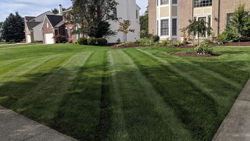 How To Have The Best Looking Lawn On Your Street.